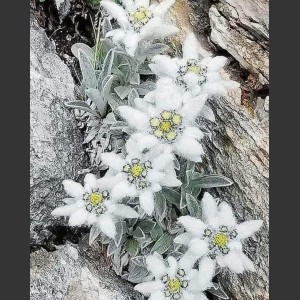 Édesanyád és Kisfiad Pistike